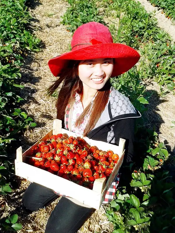 Thu hoạch dâu - việc làm thêm hè này của du học sinh ở lại Nga 5 1372753571642