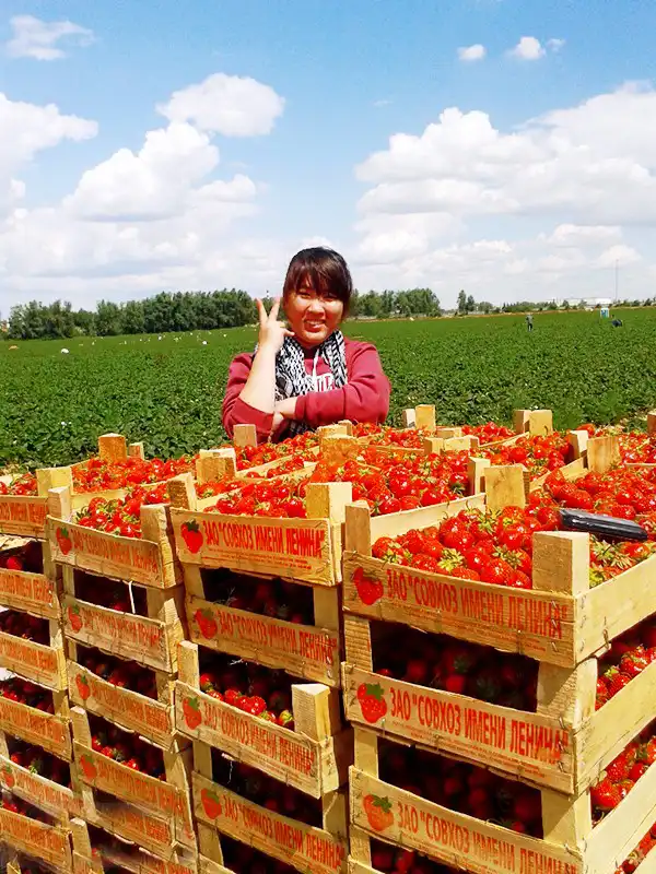 Thu hoạch dâu - việc làm thêm hè này của du học sinh ở lại Nga 6 1372753571647