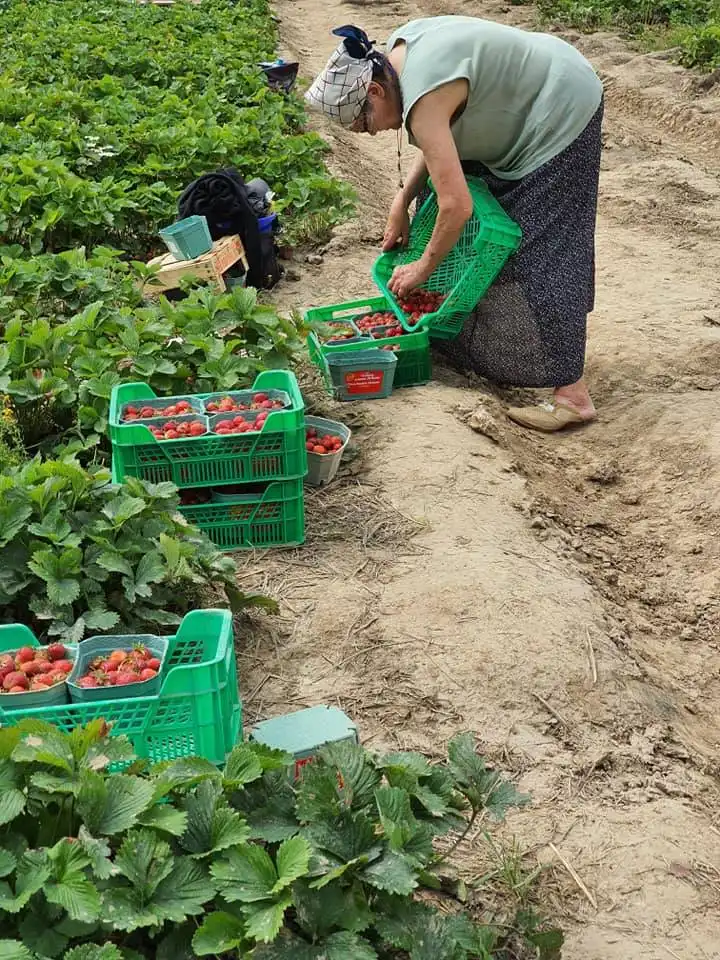 Trải nghiệm hái dâu tại vườn Lenin 8 107366359 3046721962043093 3586911857757515262 n
