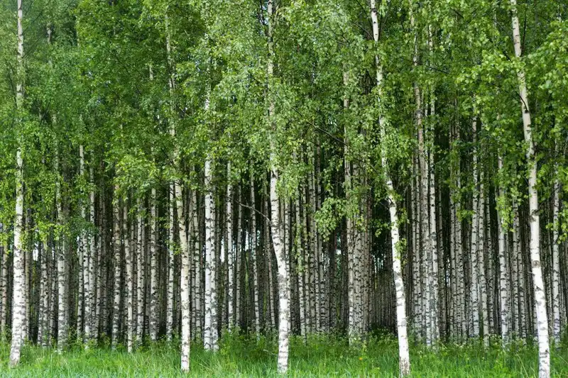Khám phá những biểu tượng văn hóa của xứ sở Bạch Dương 3 kham pha nhung bieu tuong van hoa cua xu so bach duong 02